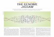 TECHNOLOGY FEATURE THE GENOME JIGSAW