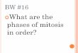 What are the phases of mitosis in order?