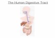 The Human Digestive Tract