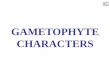 GAMETOPHYTE CHARACTERS