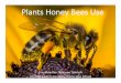 Plants Honey Bees Use - Perry County