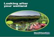 Looking after your wetland