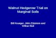 Walnut Hedgerow Trial - UCANR