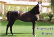 Marwari Horse Society