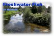 Freshwater Fish - nnns.org.uk