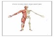 STUDY GUIDE FIRST YEAR ANATOMY
