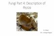 Fungi Part 4: Description of Peziza - Patliputra University