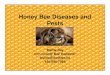 Honey Bee Diseases and Pests - Three-Peaks