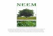 The Neem tree (Azadirachta indica A