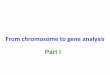 From chromosome to gene analysis