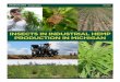 Insects in Industrial Hemp Production in Michigan