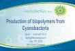 Production of biopolymers from Cyanobacteria