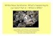 White Nose Syndrome- Whatâ€™s happening to our bats? Part 2