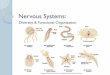Nervous Systems - University of California, Santa Cruz