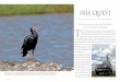 Tracking down rare Northern Bald Ibises in the hinterlands of