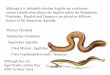 Although it is debatable whether hagfish are vertebrates Phylum