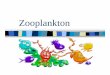 Zooplankton - Oregon State University