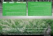 Reed Canary Grass (Phalaris arundinacea) Management Guide
