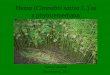 Hemp (Cannabis sativa L.) as a phytoremediator