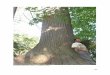 Niagara Peninsula Old Growth - Native Tree Society