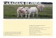 Fall 2013 - Canadian Blonde d'Aquitaine Association