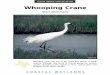 Coastal Wetlands Species Fact Sheet Set - Texas Parks