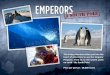 heart of Antarctica to see the Emperor on earth - the 