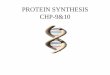 PROTEIN SYNTHESIS CHP-10