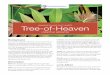 INVASIVE PLANT FACT SHEET Tree-of-Heaven
