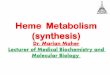 Heme Metabolism (synthesis)