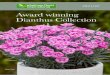 Whetman Plants Award winning Dianthus Collection
