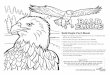 Bald eagle Nature Fact Sheet - Kids Club for Jesus