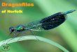 Dragonflies - Welcome | Norfolk and Norwich Naturalists