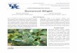 Plant Pathology Fact Sheet PPFS-OR-W-20 Boxwood Blight
