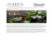 Plant of the Month: Erythronium dens-canis Joe Sime