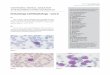 Hematology-Cell Morphology – Case 8