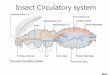 Insect Circulatory system - Courseware