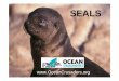 10th Lesson Seals