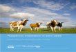 Phosphorus metabolism in dairy cattle - WUR