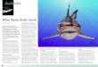 When Sharks Really Attack - X-Ray Mag