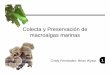 Colecta y Preservacion de Macroalgas Marinas.ppt