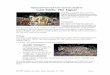 Case Study Jaguar - Biological diversity