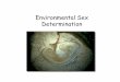 Environmental Sex Determination - MUSC