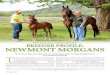 u NEW ENGLAND, THE HOMELAND u - Morgan Horse