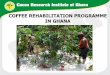COFFEE REHABILITATION PROGRAMME IN GHANA