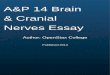 Cover Page A&P 14 Brain & Cranial Nerves Essay - Jobilize