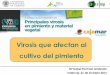 Virosis que afectan al cultivo del ... - Cajamar Caja Rural