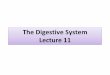 The Digestive System Lecture 8