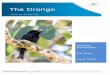 The Drongo - BirdLife Townsville
