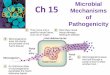 Microbial Ch 15 Mechanisms of Pathogenicity